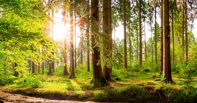 Wonderful forest with bright sun